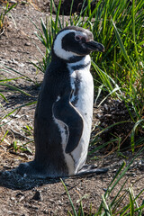 Penguins can be seen in the Beagle Channel. The lovely penguins begin arriving in Isla Martillo in early October when their reproductive cycle starts