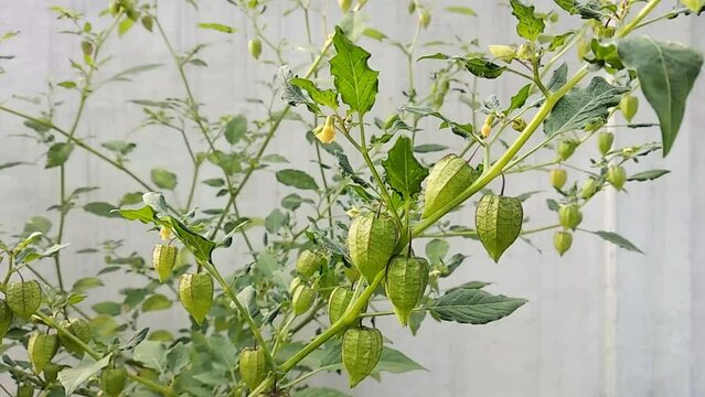 golden berry or groundcherries on the tree, edible wild fruit in the garden. Groundcherries also known as goose cape berry, ciplukan, inca, morel, poha berry, peruvian groundcherry, husk cherry