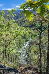 Forest in spring in Extremadura, Spain