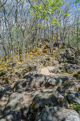 Forest in spring in Extremadura, Spain