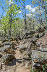 Forest in spring in Extremadura, Spain