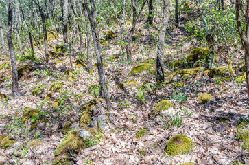 Forest in spring in Extremadura, Spain