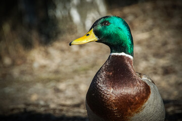 Close up of a mallard duck