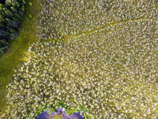 The marshland's verdant textures come alive in this aerial snapshot, a verdant labyrinth of life...
