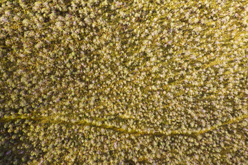 Nature's own pattern emerges in this drone image of a forest in full bloom, with the varying hues of green creating a vibrant puzzle only discernible from above