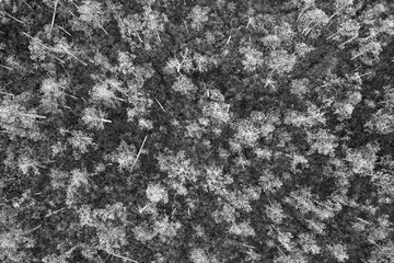 A stark aerial view reveals the intricate patterns of a forest in monochrome, the play of light and shadow creating a natural mosaic of tree canopies