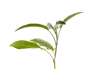 Sage herb leaves isolated on white background. The aromatic herb, common sage