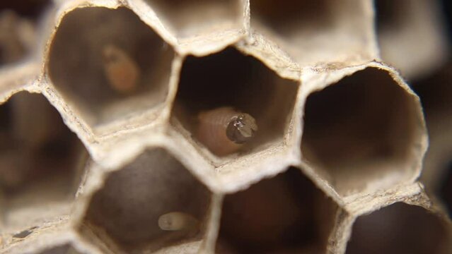 Video shows a nest of brown paper wasps (Polistes dominula) with larvae inside. The nest is constructed from paper-like material, and the larvae are visible in their chambers, developing into adult wa