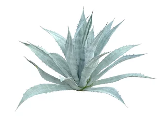 Crédence de cuisine en verre imprimé Cactus Tropical Agave bush plant isolated on white background.This has clipping path.