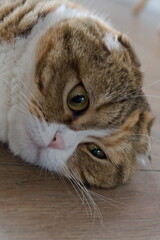 close up tabby multicolor scottish fold years cat