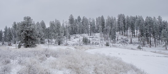 Small groups of frost dusted trees along the edge of a snow covered farmer's field in the middle of winter.