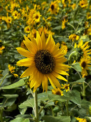 Blooming sunflower plants in a greenhouse farm. Greenhouse farm in Cameron Highlands, Pahang, Malaysia. Close up of sunflowers. Agribusiness.