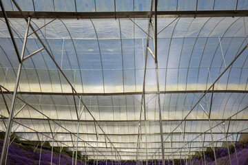 Interior roof of commercial greenhouses with daylight and blue sky. Horticulture greenhouse cultivation. Sustainable Agriculture. Greenhouse polycarbonate roof frame.