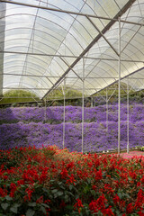Flowers farming in a greenhouse. Production and cultivation flowers. Flower plantation. Flower agribusiness.