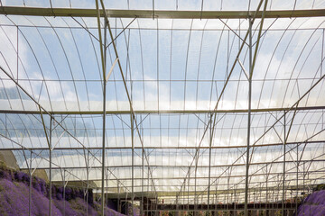 Interior roof of commercial greenhouses with daylight and blue sky. Horticulture greenhouse cultivation. Sustainable Agriculture. Greenhouse polycarbonate roof frame.