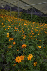 Rows of blooming flower plants in a greenhouse farm. Greenhouse farm in Cameron Highlands, Pahang, Malaysia. Close up of flowers. Agribusiness.