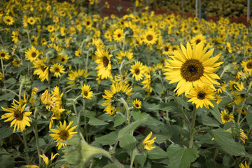 Blooming sunflower plants in a greenhouse farm. Greenhouse farm in Cameron Highlands, Pahang, Malaysia. Close up of sunflowers. Agribusiness.