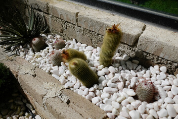 Outdoor succulent and cactus for outdoor and indoor decoration