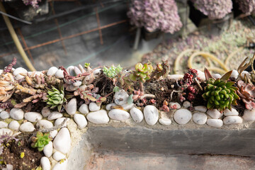 Outdoor succulent and cactus for outdoor and indoor decoration