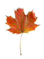 One maple leaf isolated on white. Autumn season