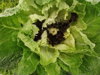 Fototapeta premium Lettuce 