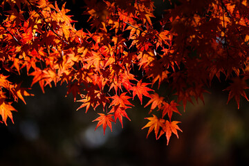 紅