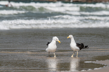 Gaivota