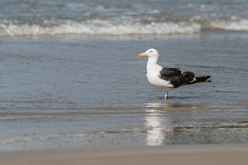 Gaivota
