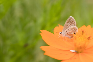 flor borboleta