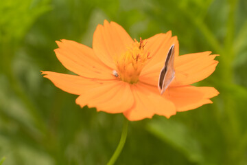 flor borboleta