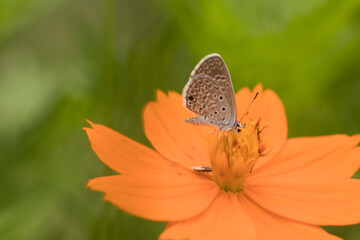 flor borboleta