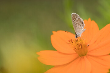 flor borboleta