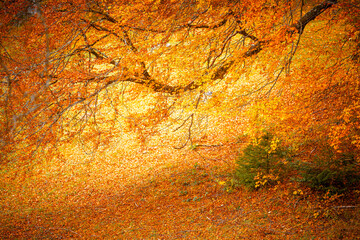 Autumn scenes in Neuschwanstein castle, Germany - 695663848