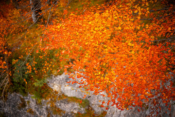 Autumn scenes in Neuschwanstein castle, Germany - 695663849