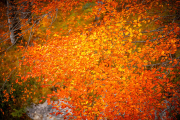 Autumn scenes in Neuschwanstein castle, Germany - 695663863