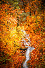 Autumn scenes in Neuschwanstein castle, Germany - 695664008