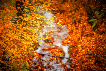 Autumn scenes in Neuschwanstein castle, Germany - 695664012