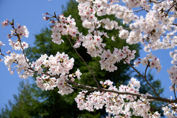 緑色の木を背景にした桜の花びら