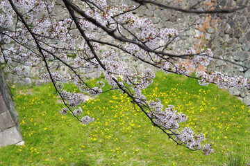 【名古屋】黄色の花畑を背景にした桜の花
