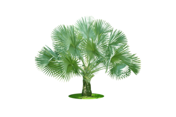 Bismarckia palm trees. (Bismarck) Planted on a lot of light green grass in the park. Isolated on white background and clipping path. png	