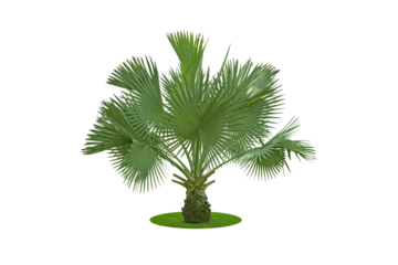 Bismarckia palm trees. (Bismarck) Planted on a lot of light green grass in the park. Isolated on white background and clipping path. png	