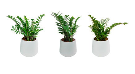 Zanzibar Gem. Zamioculcas zamiifolia (ZZ Plants) planted in a white pot. Isolated on White background and clipping path. 
Collection 3 trees. (png)