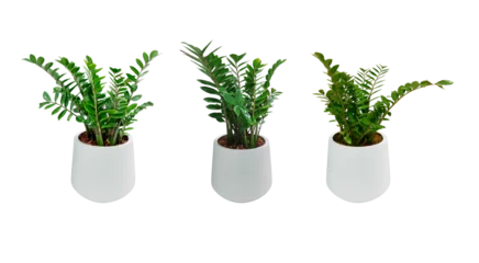 Fototapeten Zanzibar Gem. Zamioculcas zamiifolia (ZZ Plants) planted in a white pot. Isolated on White background and clipping path.  Collection 3 trees. (png) © Chothip