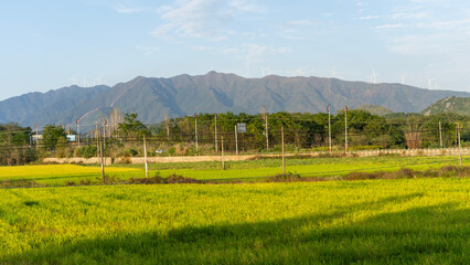 rice field in the mountain