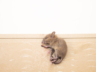 ネズミと捕獲シート