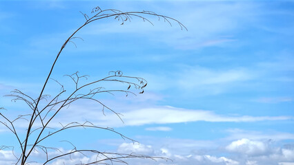 Branch trees blue sky with clouds background.