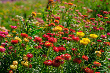 strawflower in outdoor garden. with beauty of nature