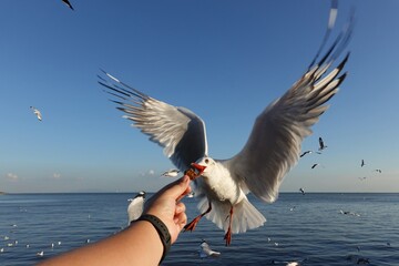Seagull bird spreading wings flying eat.
