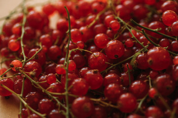 red cherries on the tree