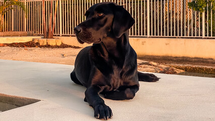 Black Labrador Laying Watching the Sunset in Key West Florida
